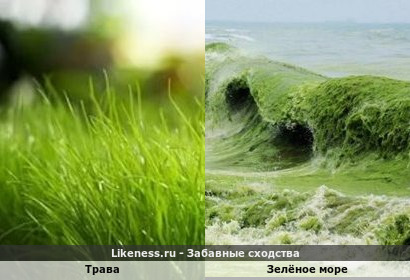 Трава напоминает Зелёное мор