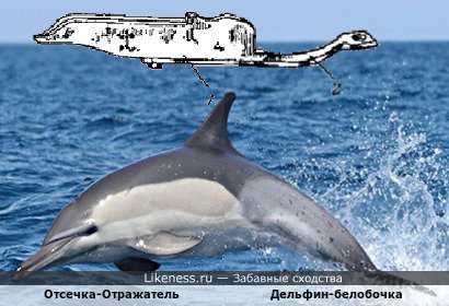 Отсечка-Отражатель похожа на Дельфина-белобочку