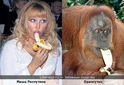 Маша Распутина напоминает Орангутана