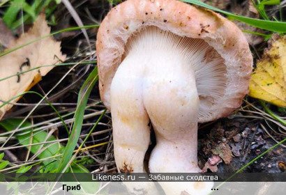 Гриб похож на &hellip;