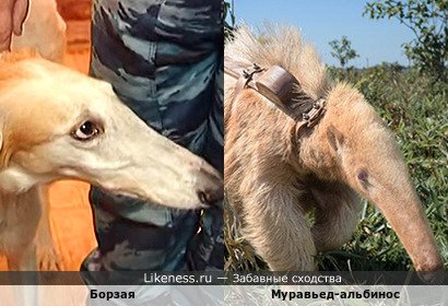 Борзая напоминает Муравьеда-альбиноса