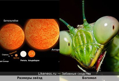Размеры звёзд напоминают Богомола