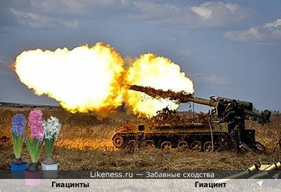 Гиацинты похожи на Гиацинт