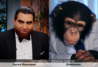 Шимпанзе напоминает Арсена Маркаряна