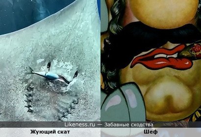 Жующий скат напоминает Шефа