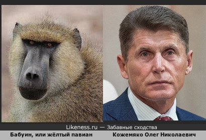 Кожемяко Олег Николаевич похож на бабуина