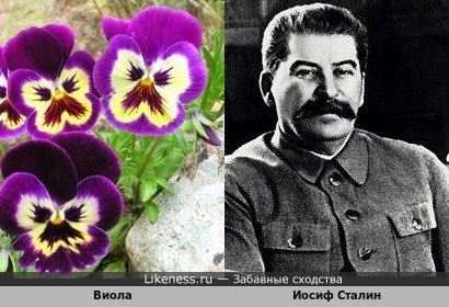 Цветок &quot;Виола&quot; и И.В. Сталин