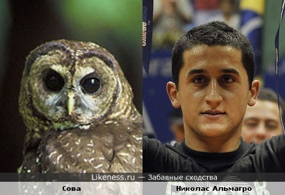 Теннисист Николас Альмагро напоминает сову