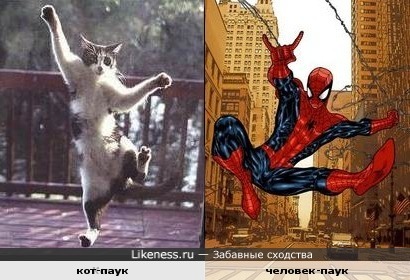 Кот насмотрелся мультиков про человека-паука:)