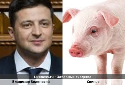 Владимир Зеленский напоминает Свинью