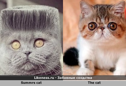 Summrs cat напоминает The cat