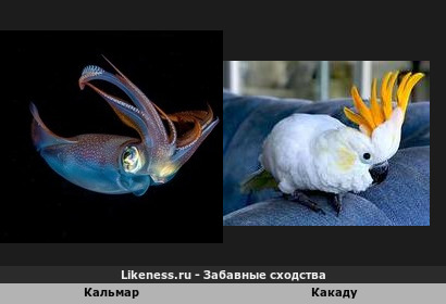 Кальмар напоминает какаду