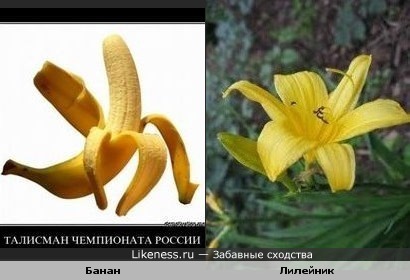 Банан похож на цветок