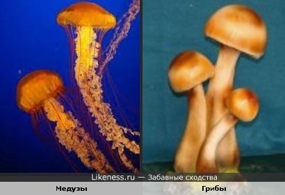 Медузы очень похожи на грибы