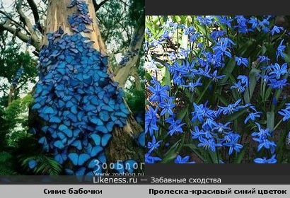Синие бабочки похожи на цветы