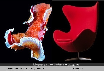 Голожаберный моллюск похож на кресло