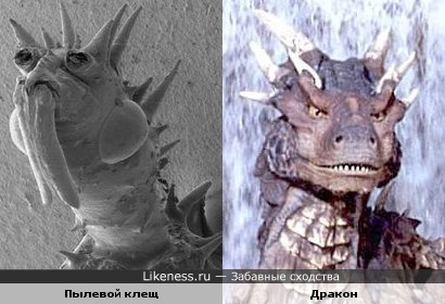 Пылевой клещ под микроскопом похож на дракона