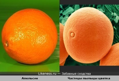 Апельсин и частицы пыльцы цветка тимофеевки луговой очень похожи