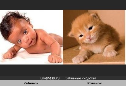 Ребёнок и котёнок