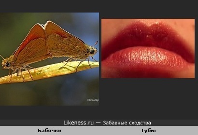 Две бабочки похожи на губки