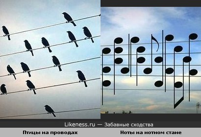 Птицы на проводах как ноты на нотном стане