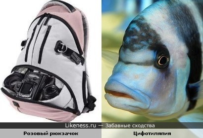 Рюкзак похож на голову рыбы