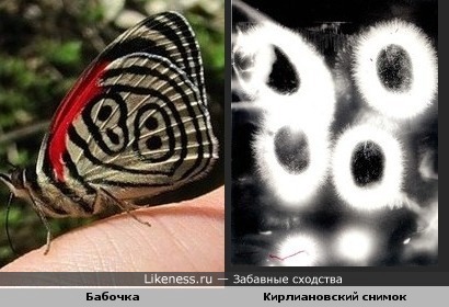 Рисунок на крыле у бабочки и кирлиановский снимок