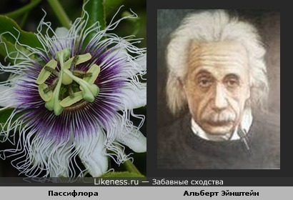 Тычинки с пестиками в центре экзотического цветка похожи на человеческое лицо
