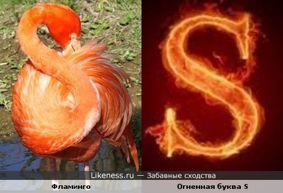 Фламинго и буква S