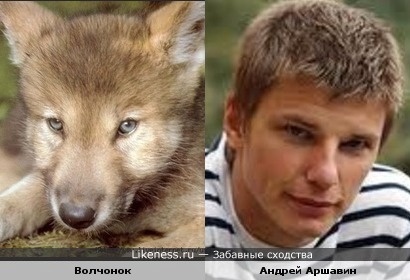 Волчонок похож на Андрея Аршавина