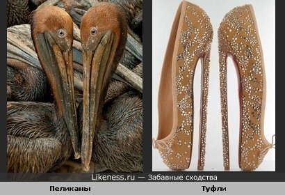 Клювы пеликанов и экстремально высокие каблуки туфель