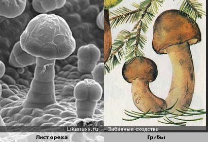Трихомы листа ореха похожи на грибы