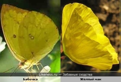 Жёлтый мак напоминает бабочку