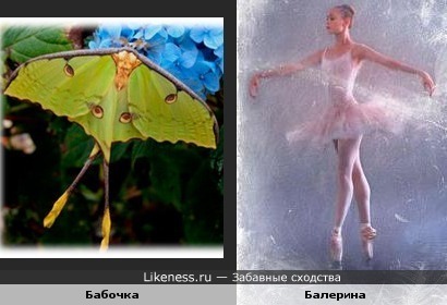 Бабочка - балерина
