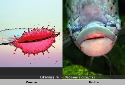 Капля похожа на губы рыбы