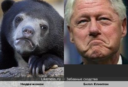 Медвежонок и Билл Клинтон