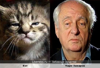 Кот похож на Марка Захарова