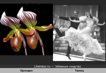 Танцующие орхидеи