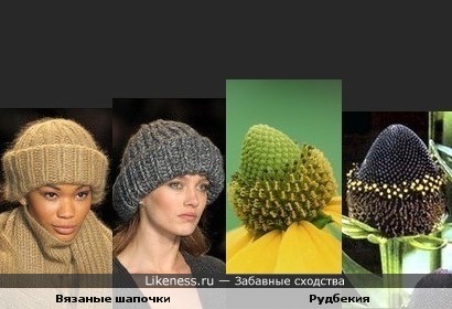 Соцветия рудбекии похожи на вязаные шапочки