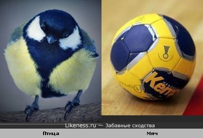 Птица похожа на мячик