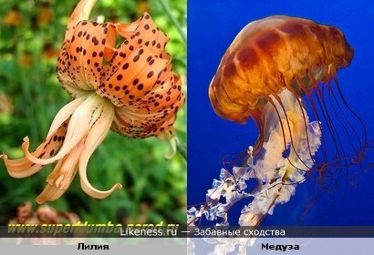 Эта лилия похожа на медузу