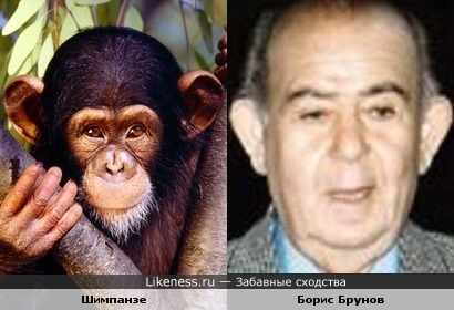 Шимпанзе и Борис Брунов