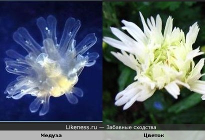 Медуза похожа на цветок