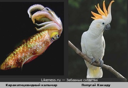 Каракатицевидный кальмар и попугай Какаду