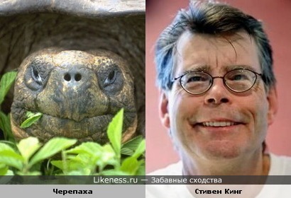 Черепаха и Стивен Кинг