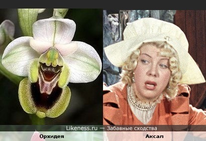 Орхидея-стряпуха