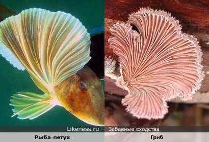 Плавники у рыбы-петуха похожи на гриб