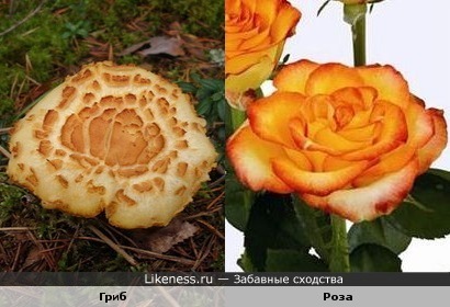Этот гриб похож на цветок