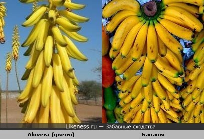 Alovera (цветы) и бананы