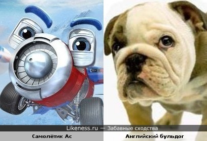 Главный герой мультфильма «Аэротачки» - самолётик Ас напоминает собачью морду английского бульдога